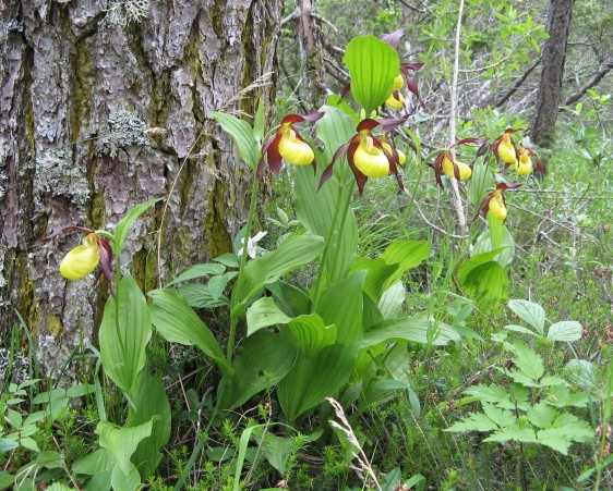 orchidee dal Cadore